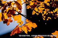 英國留學IG英語能代替雅思嗎？當然！